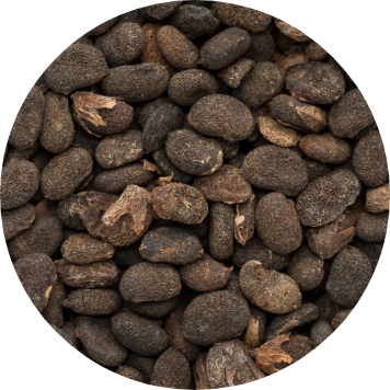 品質へのこだわりを示す バクチオールのクローズアップ